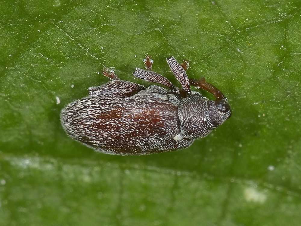 Rhynchaenus testaceus